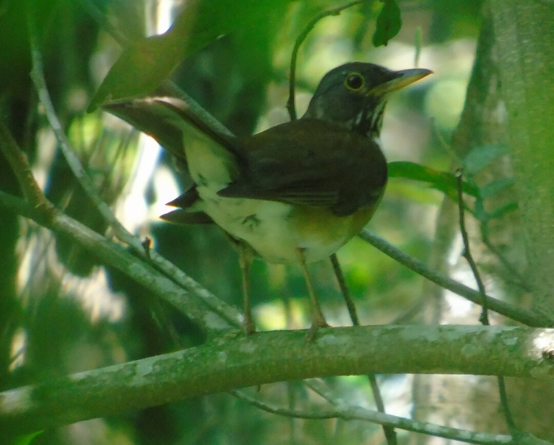 White-necked Thrush - ML642861697