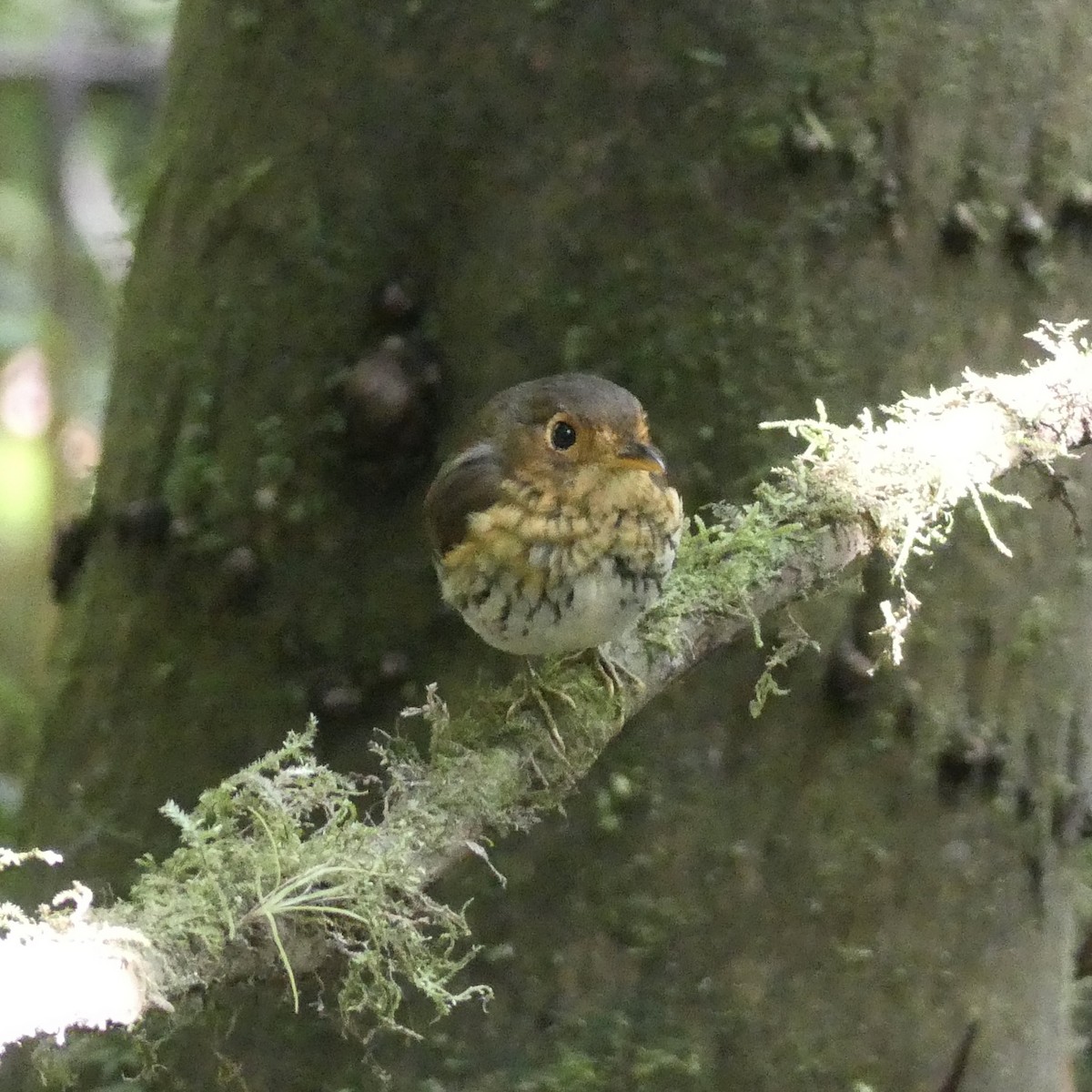 Ochre-breasted Antpitta - ML642861700