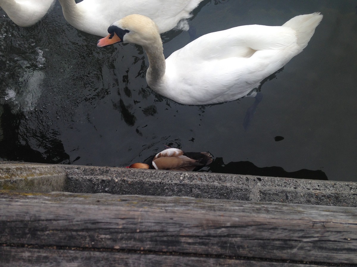 Cygne tuberculé - ML642861703