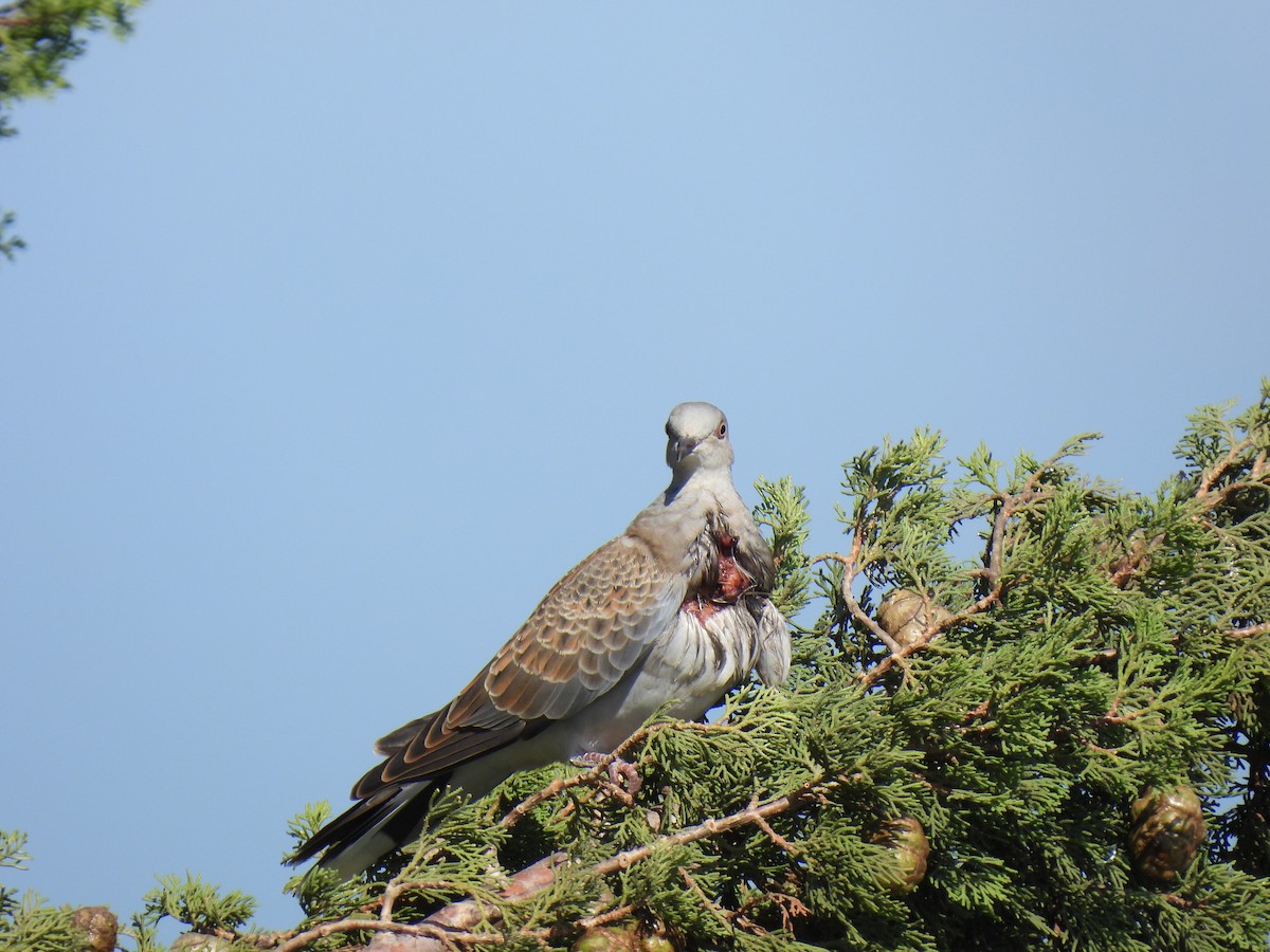 European Turtle-Dove - ML642861710