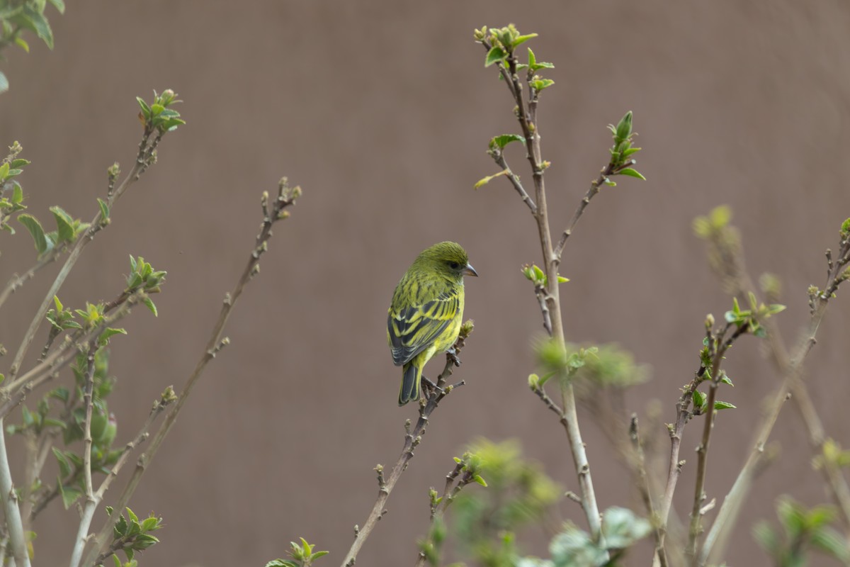 African Citril - ML642861712