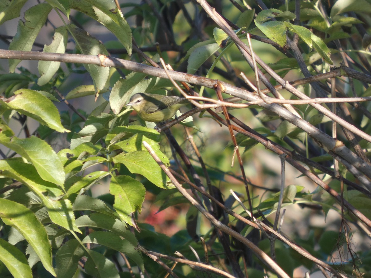 Philadelphia Vireo - ML642861715