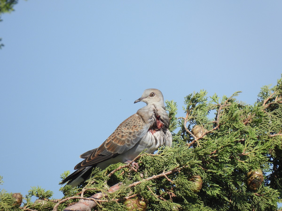 European Turtle-Dove - ML642861731