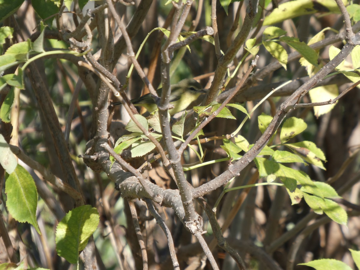 Philadelphia Vireo - ML642861732