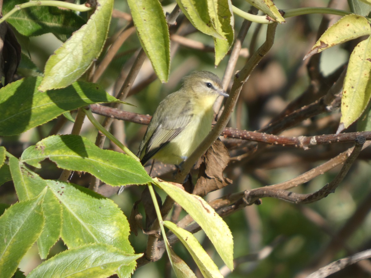 Philadelphia Vireo - ML642861735