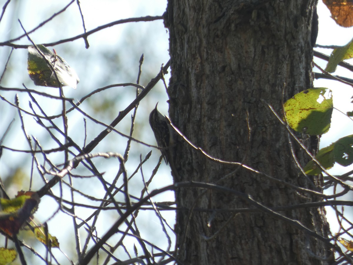 Brown Creeper - ML642861738