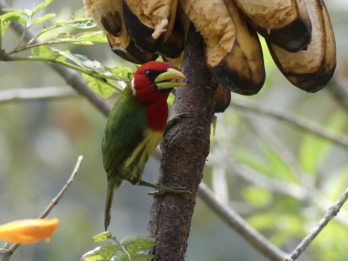 Red-headed Barbet - ML642861740