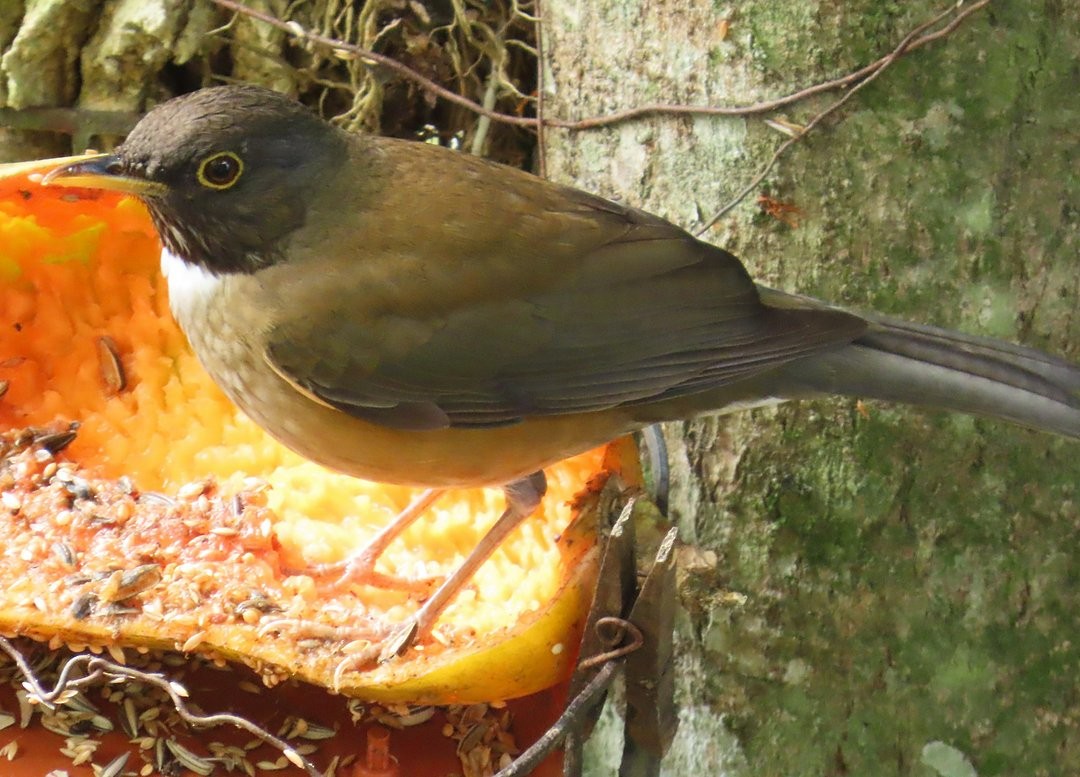 White-necked Thrush - ML642861742