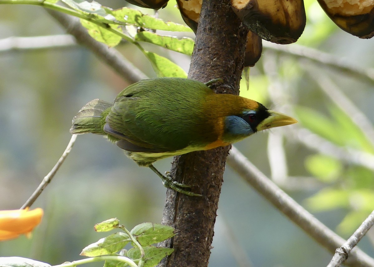 Red-headed Barbet - ML642861754