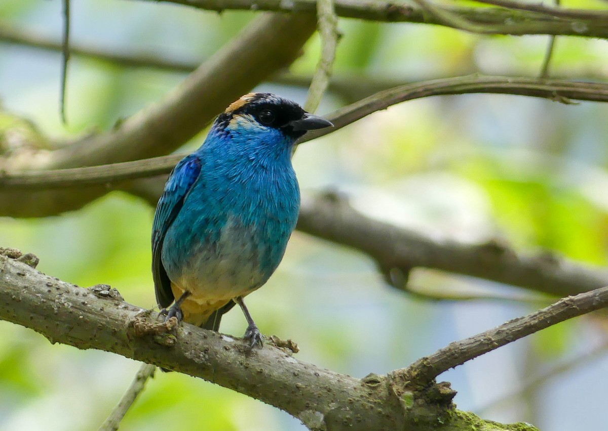 Golden-naped Tanager - ML642861760