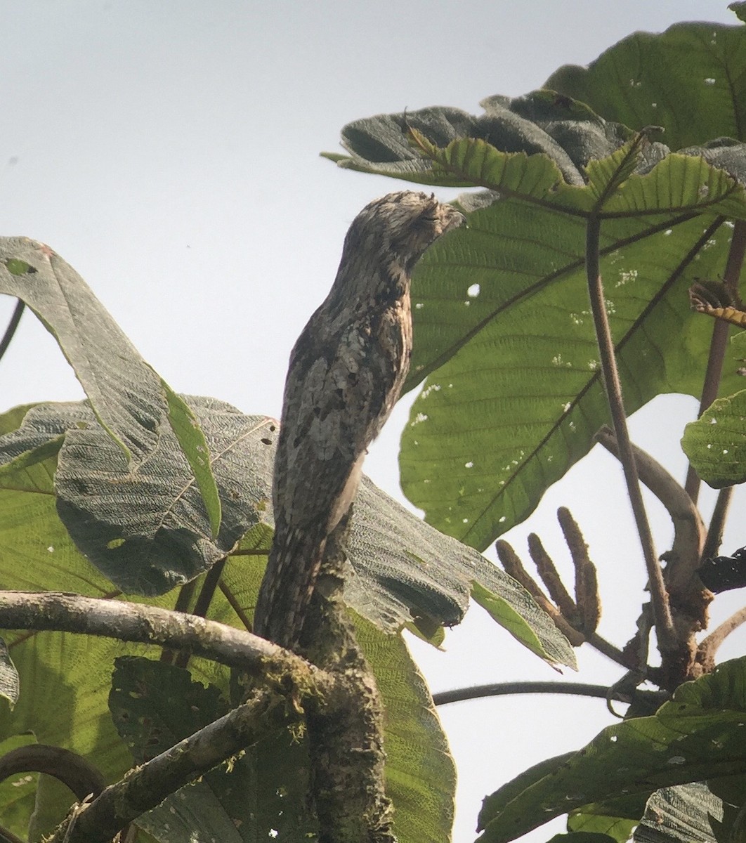 Common Potoo - ML642861797