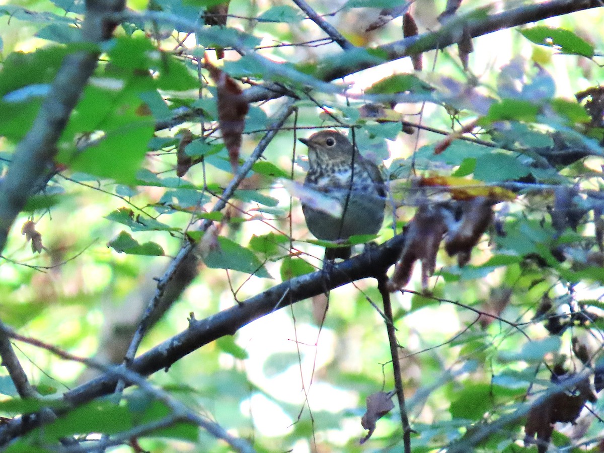Swainson's Thrush - ML642861805