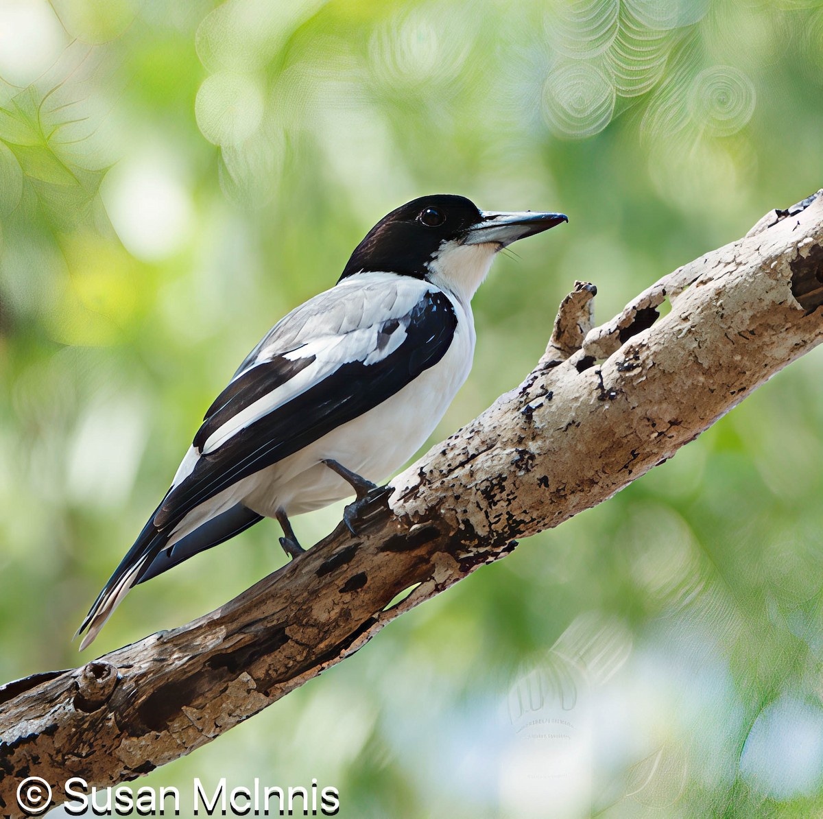 Silver-backed Butcherbird - ML642861806