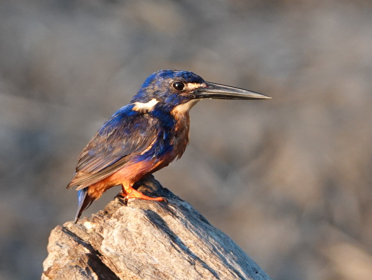 Azure Kingfisher - ML642861809