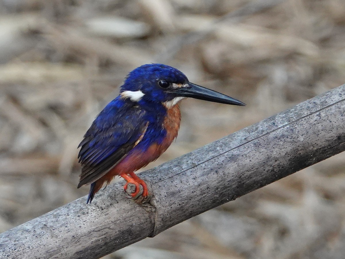 Azure Kingfisher - ML642861810