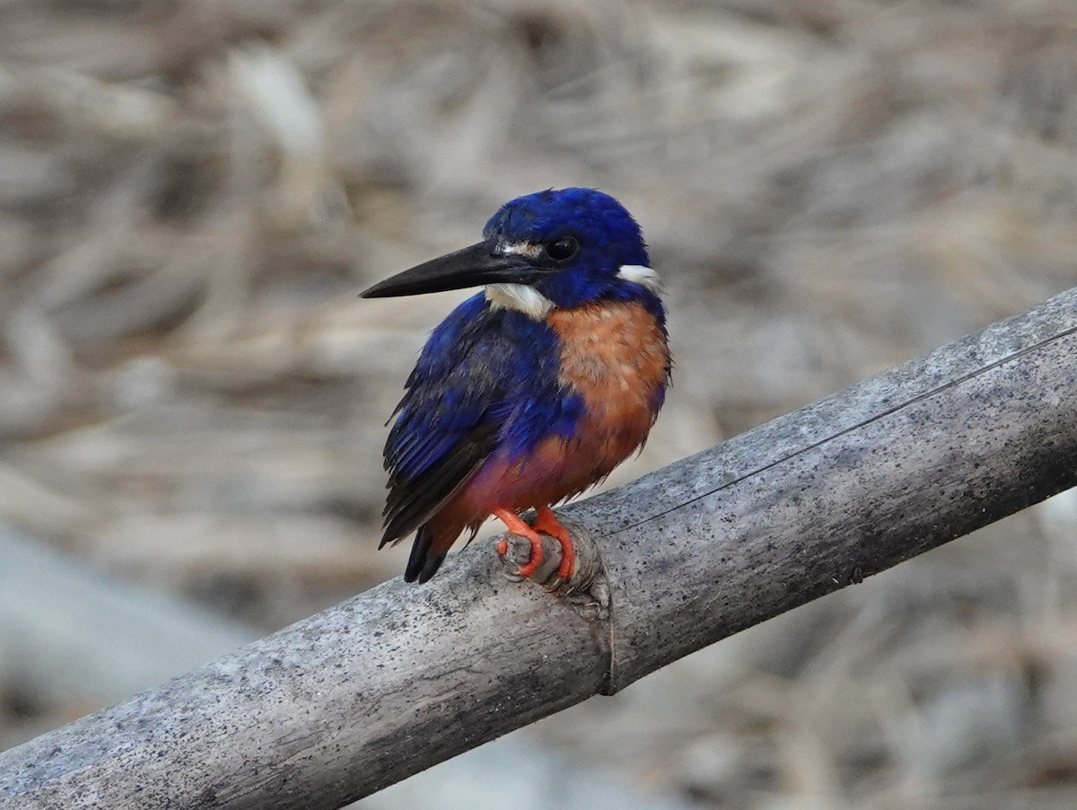 Azure Kingfisher - ML642861811