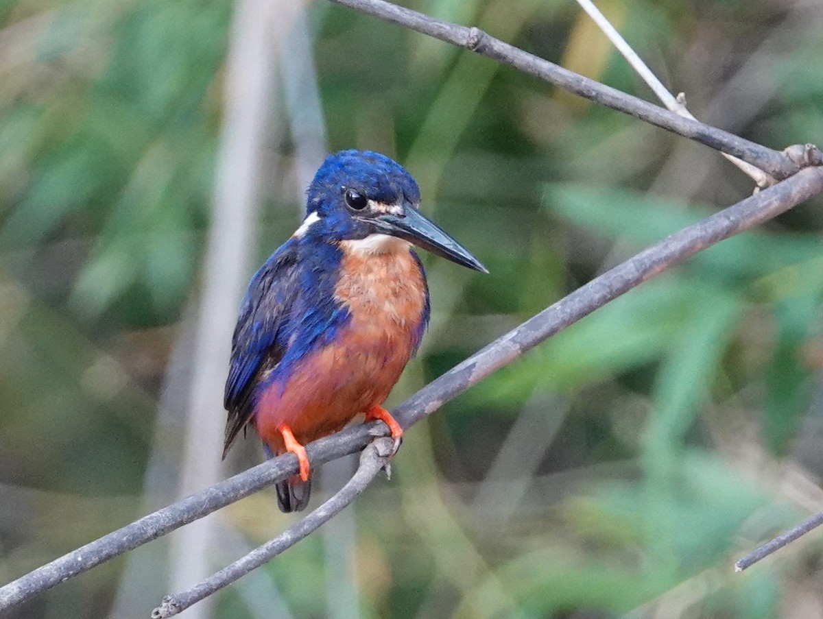 Azure Kingfisher - ML642861812