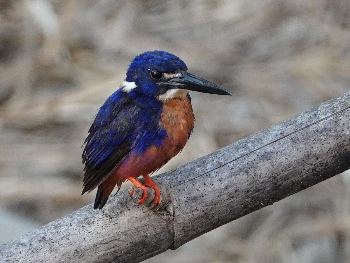 Azure Kingfisher - ML642861813