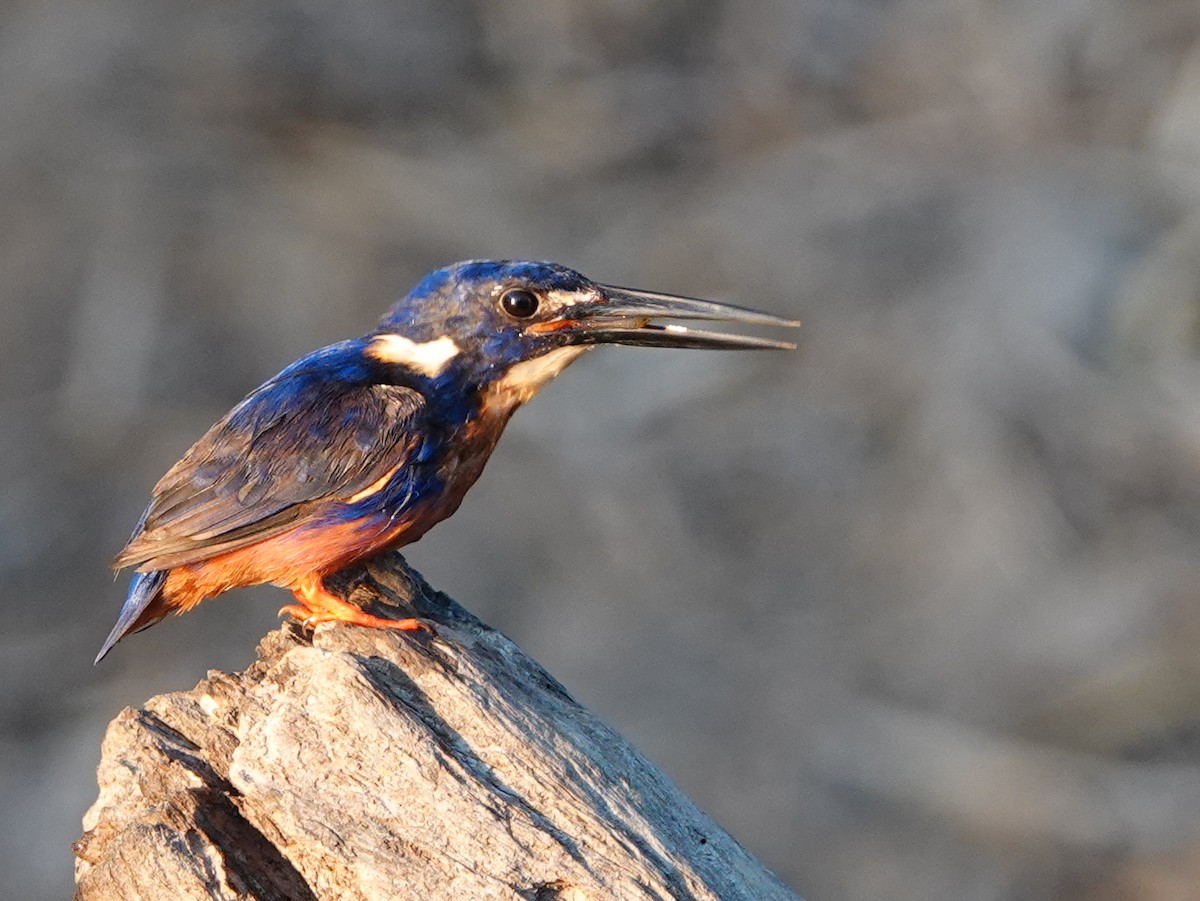 Azure Kingfisher - ML642861814