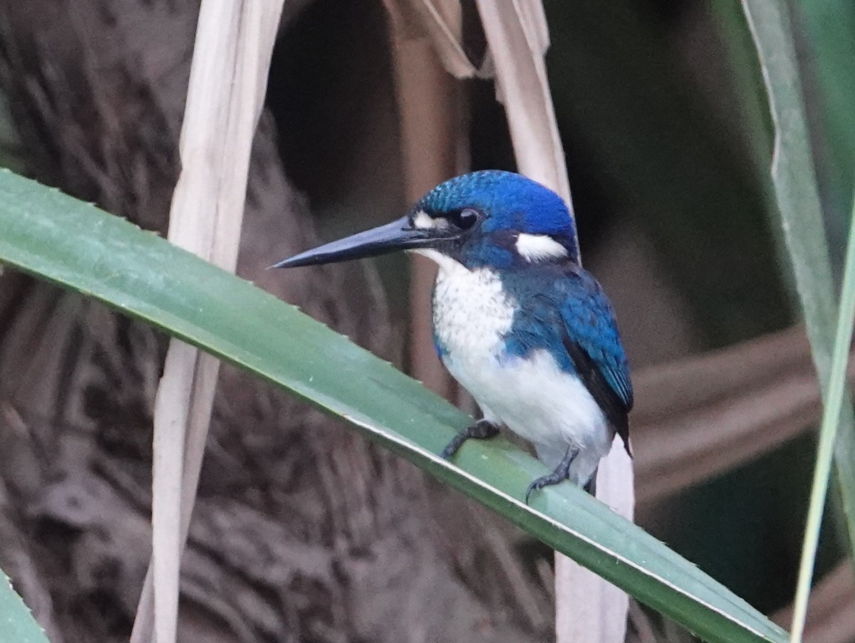 Little Kingfisher - ML642861819