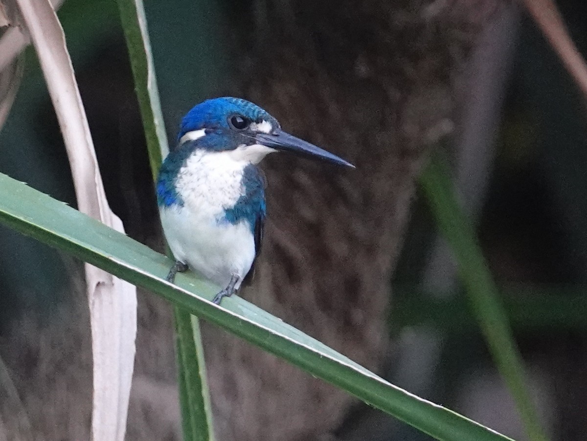 Little Kingfisher - ML642861820