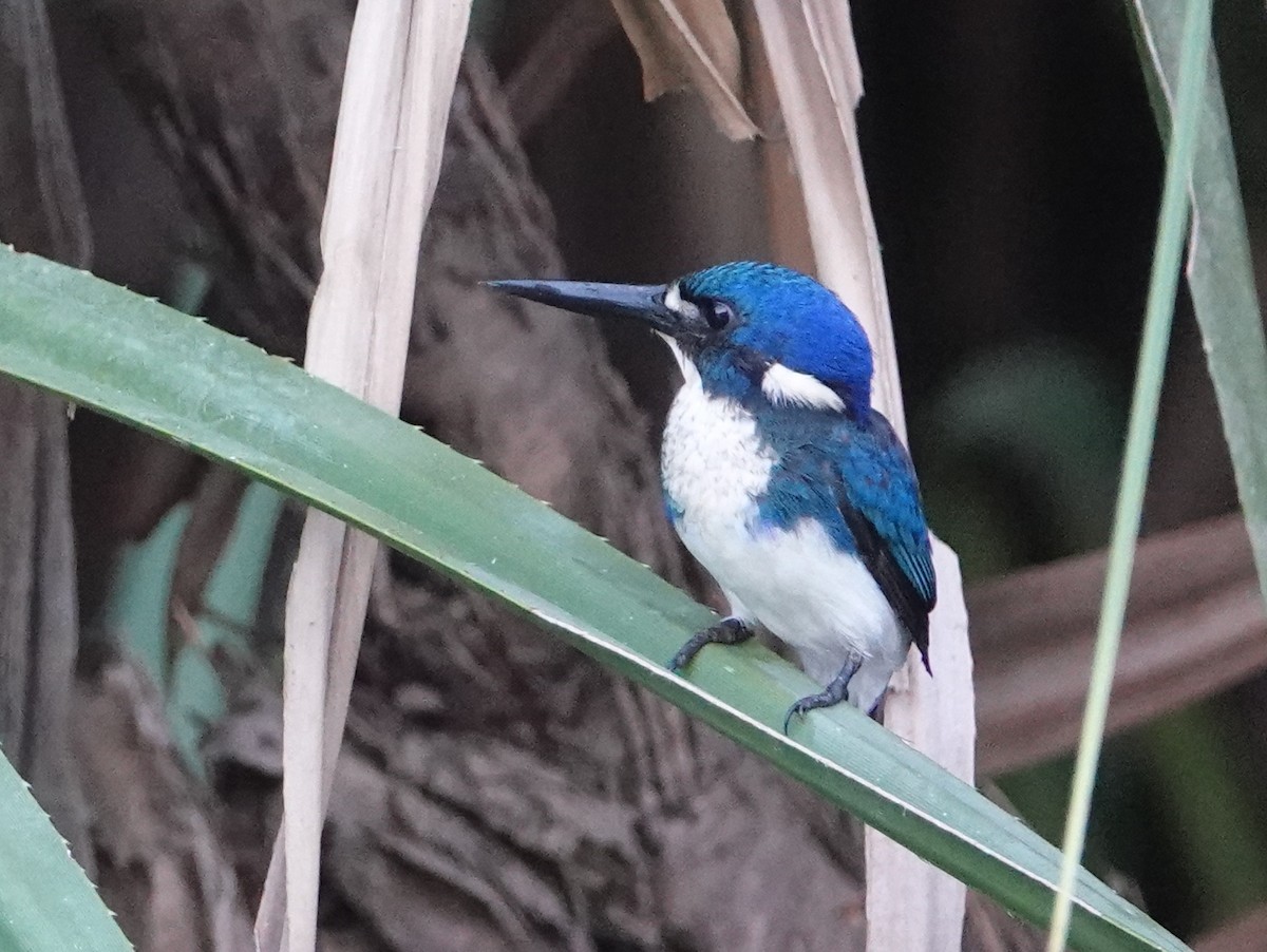 Little Kingfisher - ML642861821