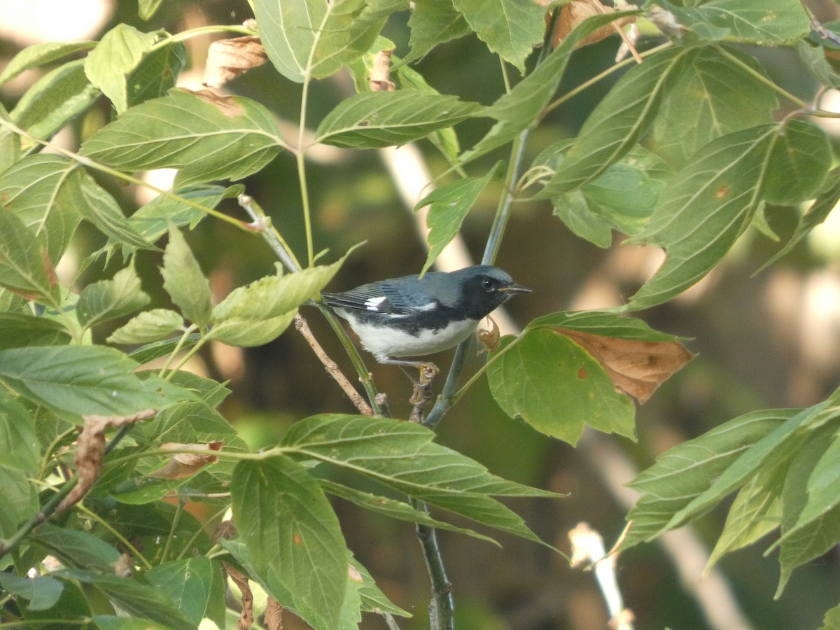 Blaurücken-Waldsänger - ML642861827