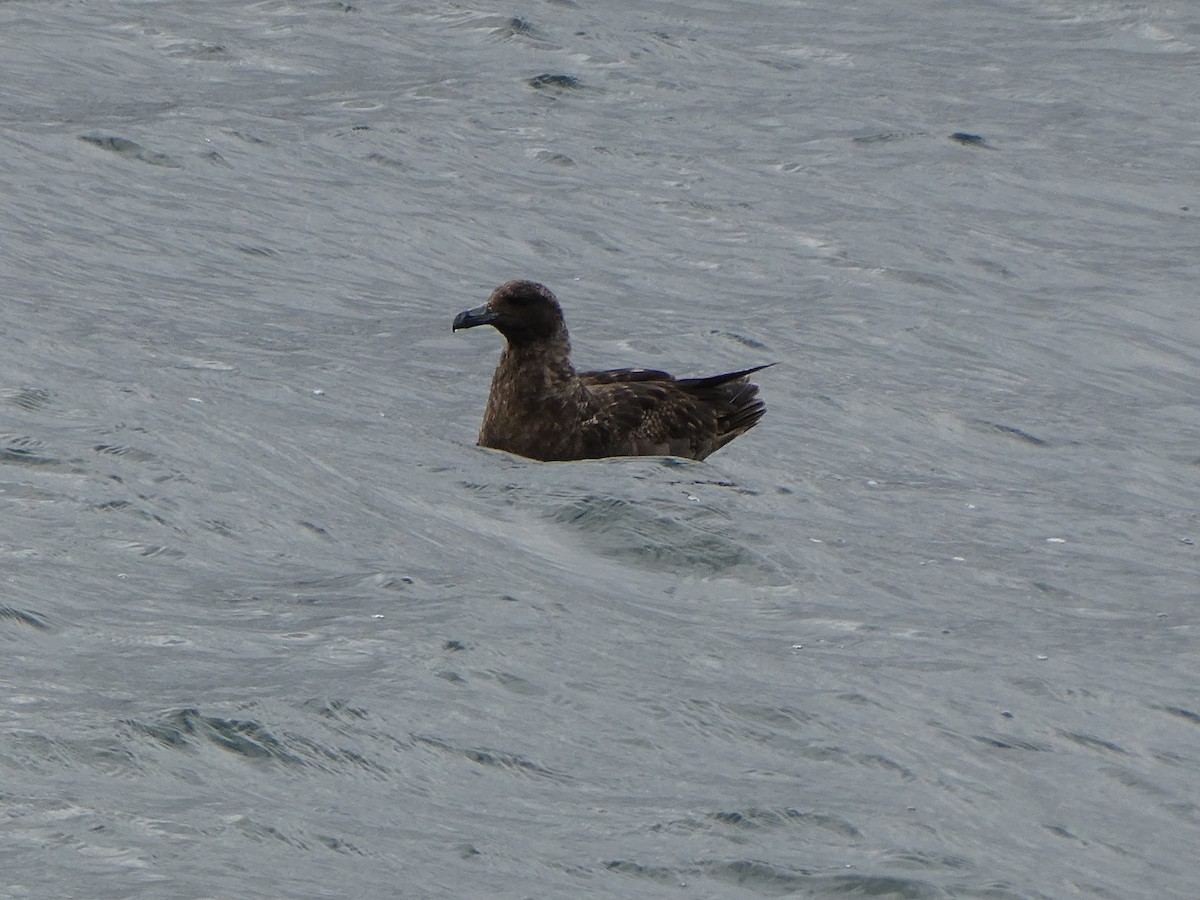 Brown Skua (Subantarctic) - ML642861833