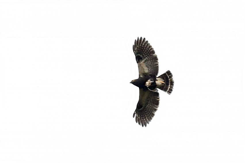White-rumped Hawk - ML642861835