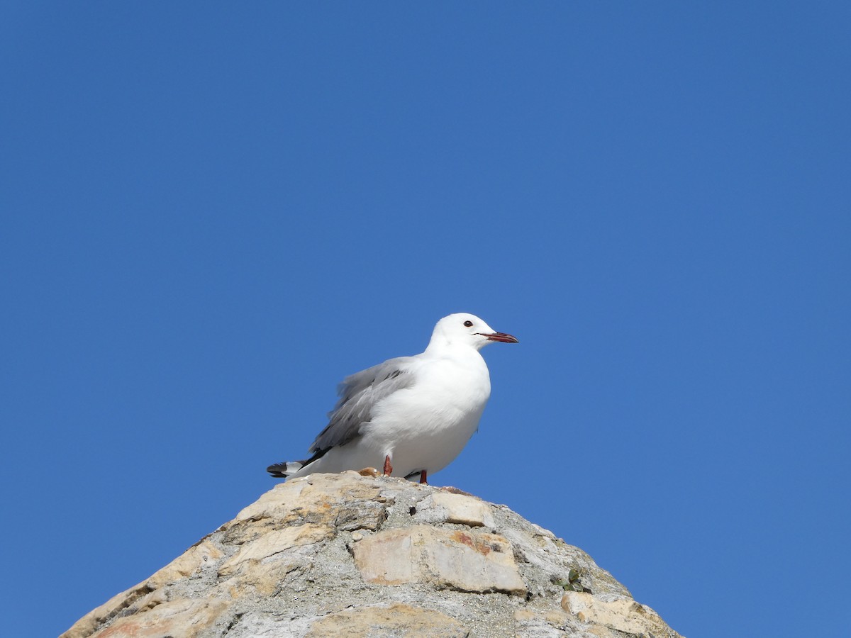 Hartlaub's Gull - ML642861841