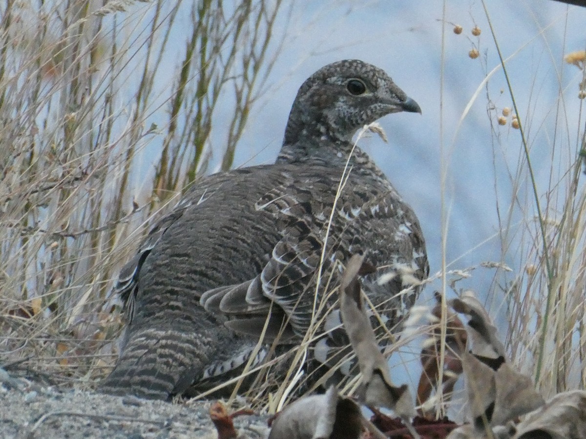 Dusky Grouse - ML642861842