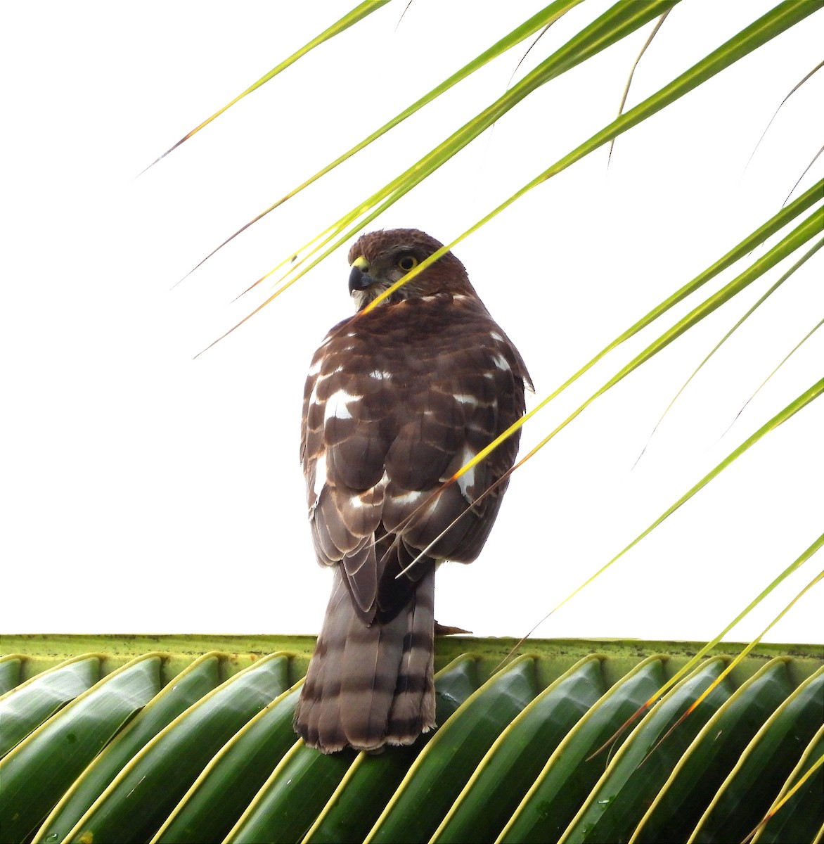 Shikra - ML642861843