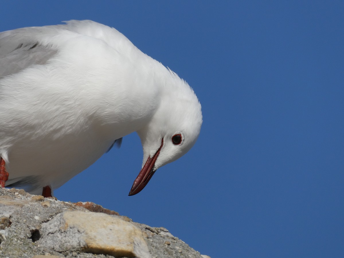 Hartlaub's Gull - ML642861844