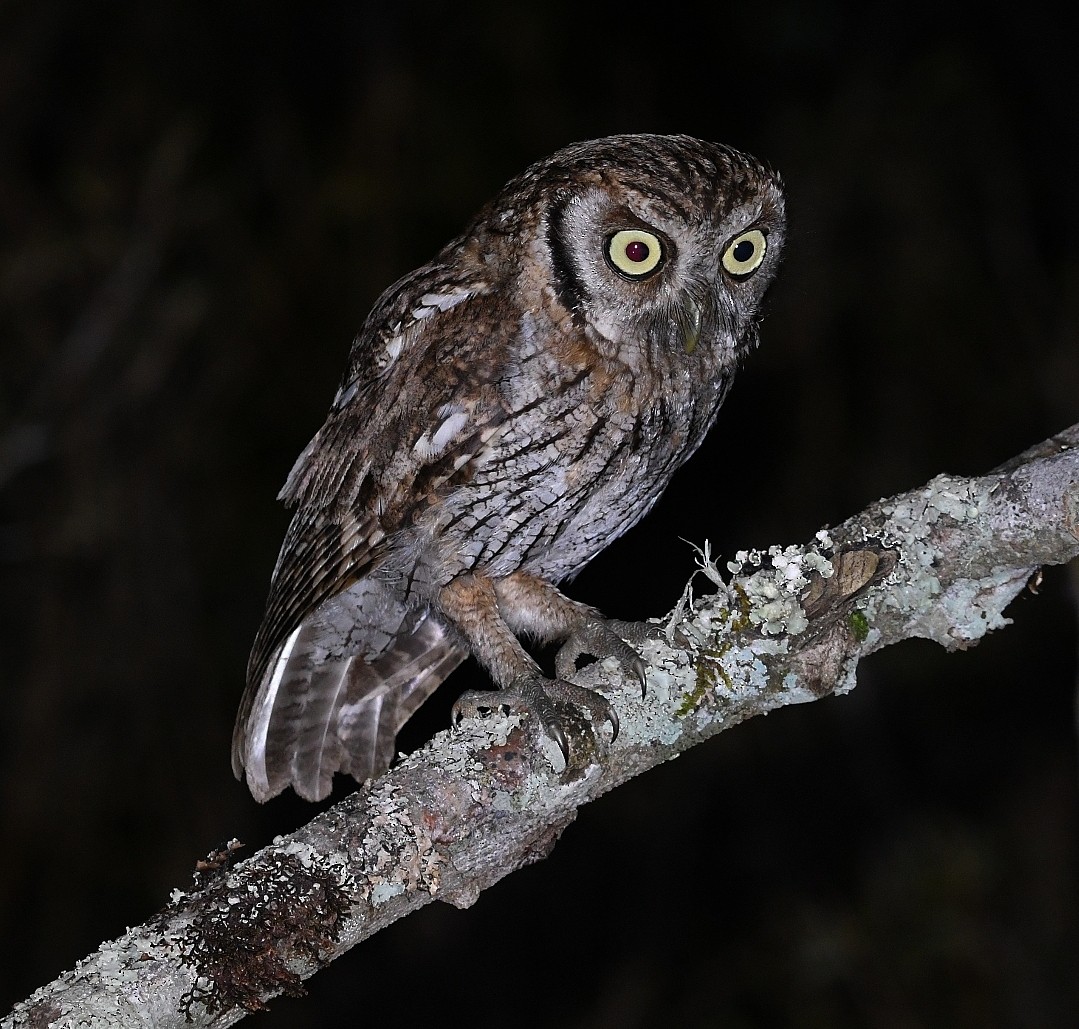 Tropical Screech-Owl - ML642861845