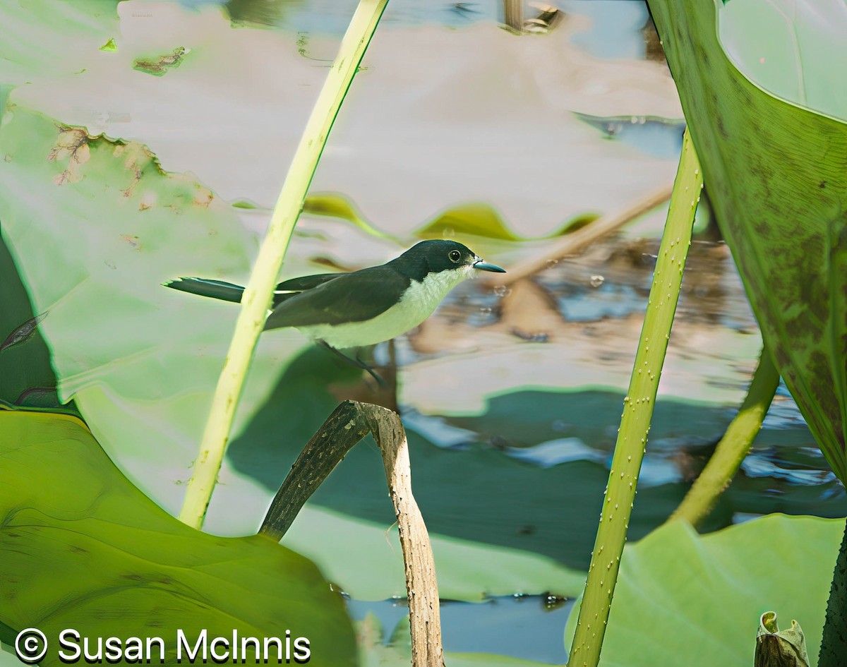 Paperbark Flycatcher - ML642861848