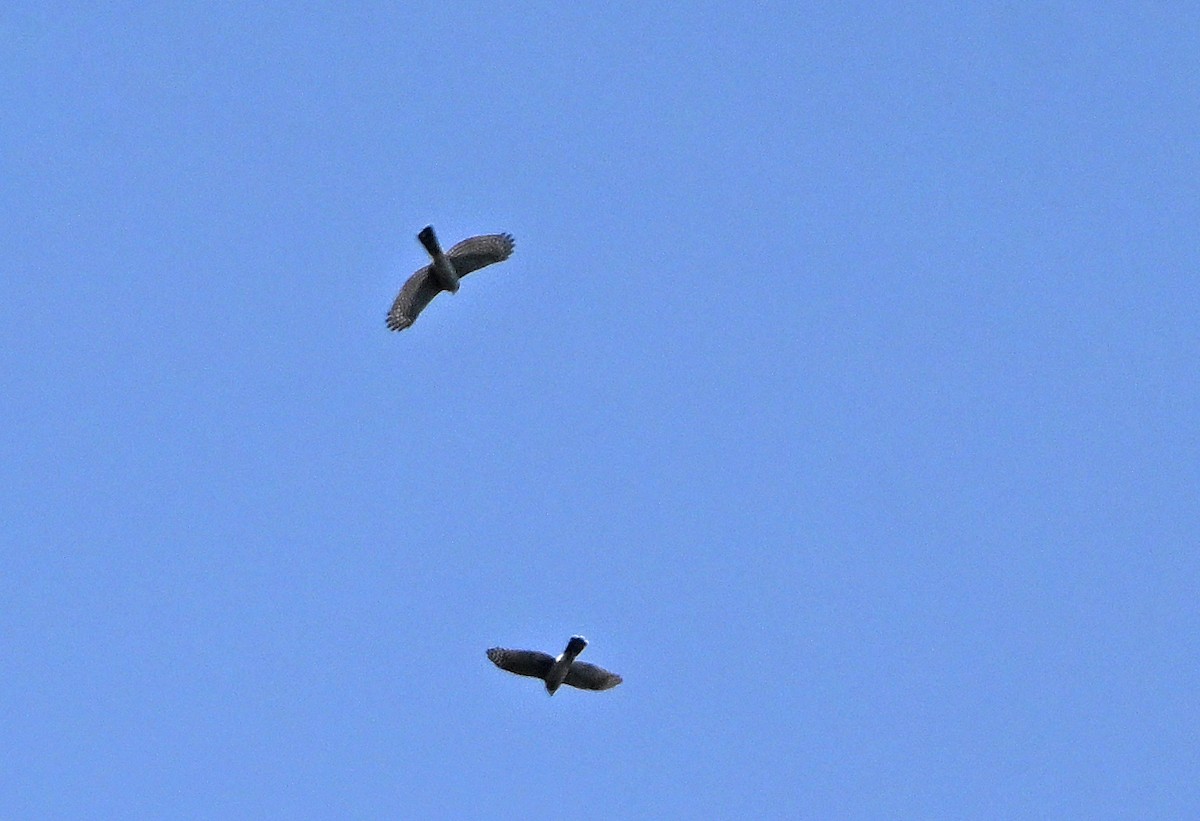 Sharp-shinned Hawk - ML642861874