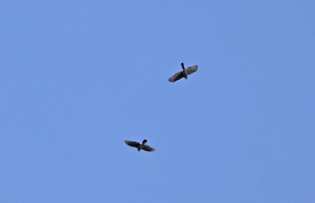 Sharp-shinned Hawk - ML642861875