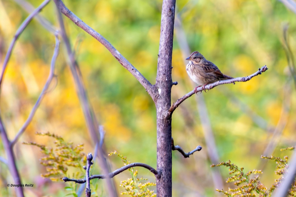 Lincoln's Sparrow - ML642861881
