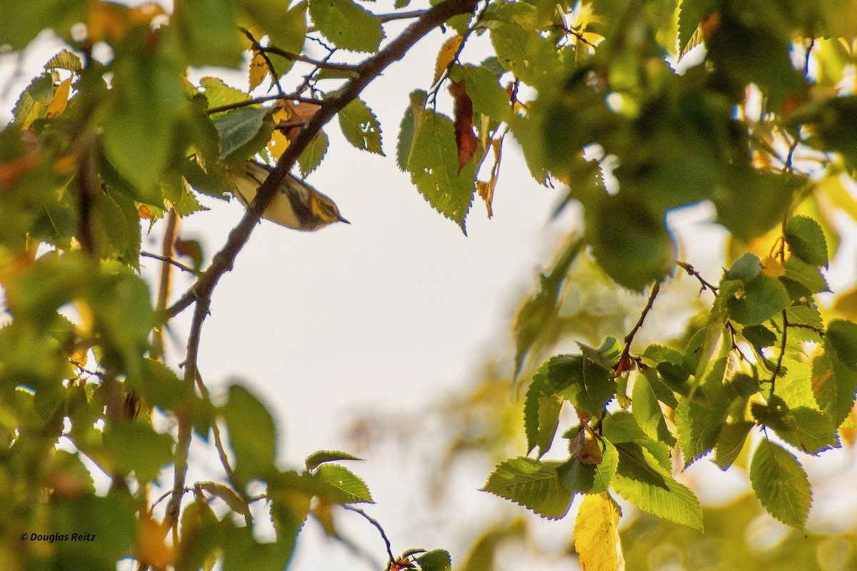 Black-throated Green Warbler - ML642861885
