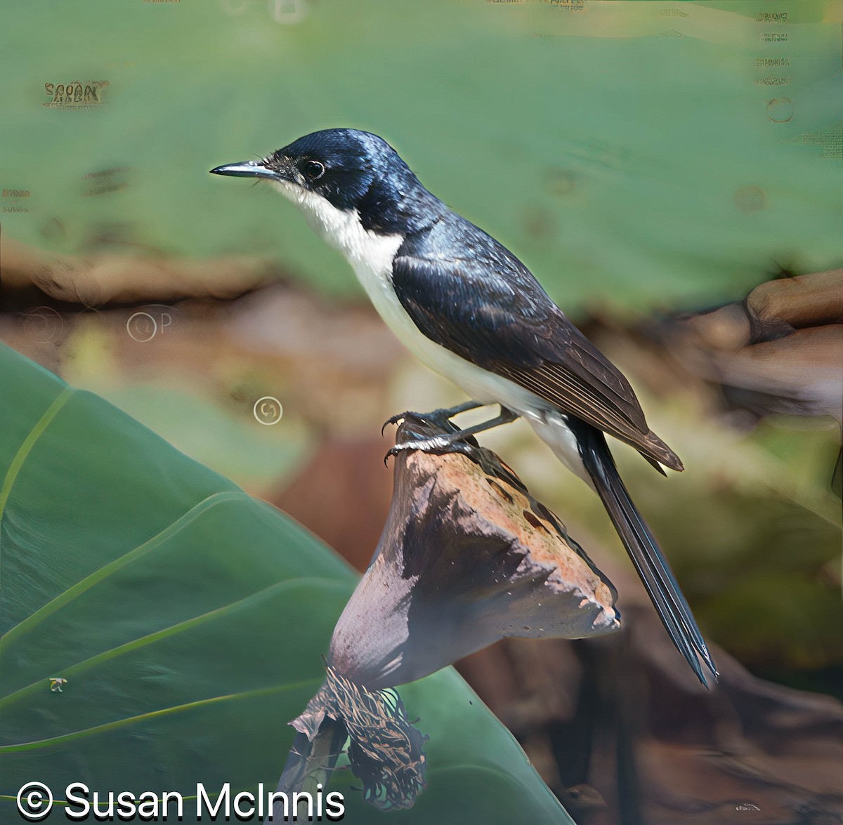 Paperbark Flycatcher - ML642861890