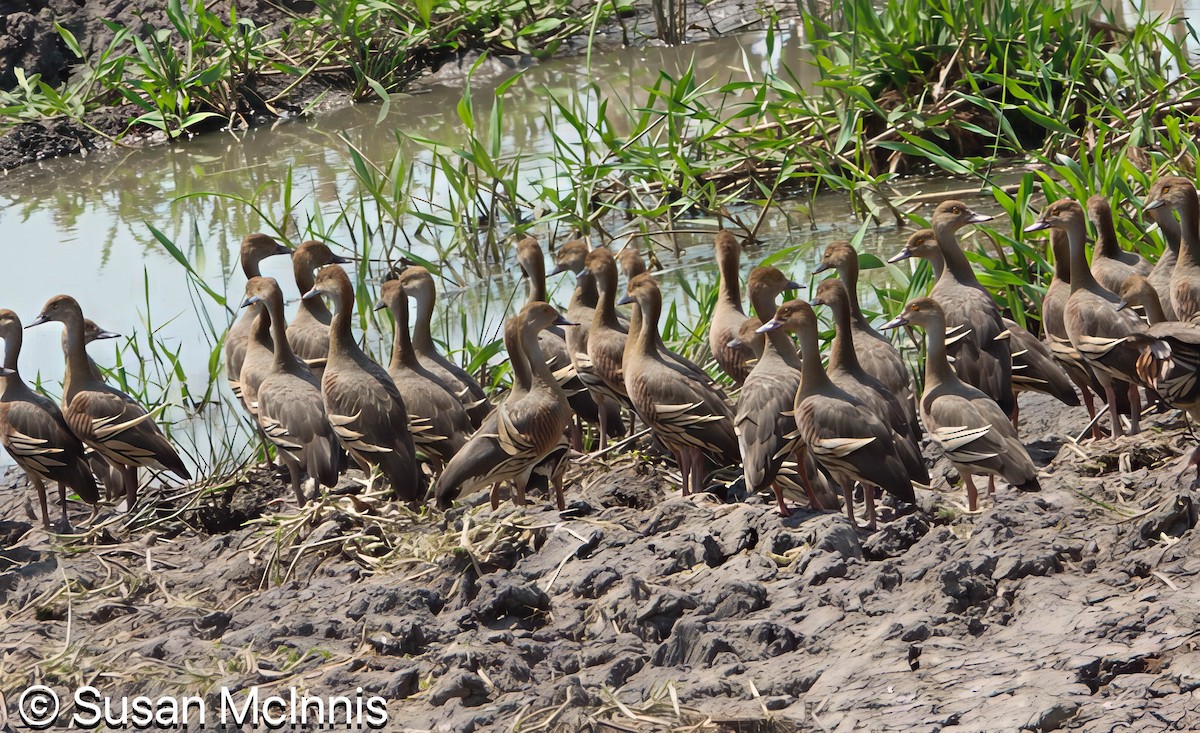 Plumed Whistling-Duck - ML642861893