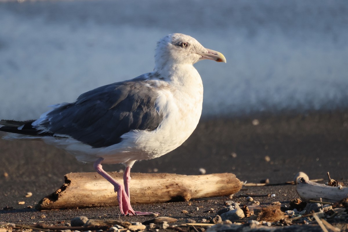 Slaty-backed Gull - ML642861905