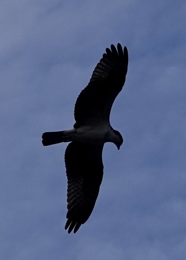 Osprey - ML642861907