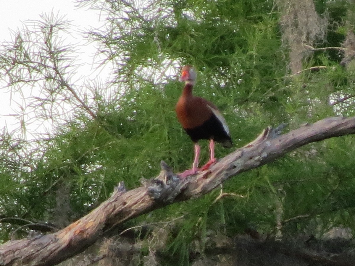 Black-bellied Whistling-Duck - ML642861917