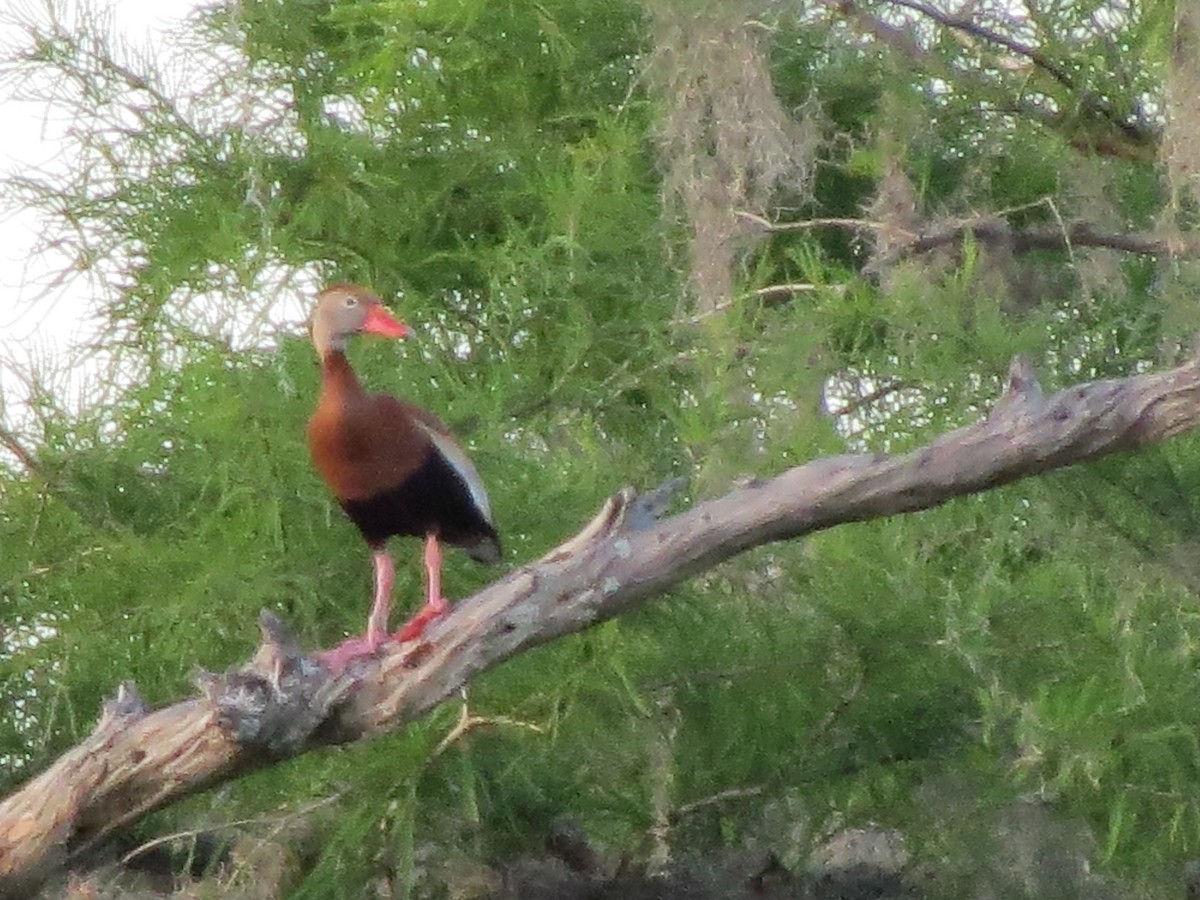 Black-bellied Whistling-Duck - ML642861918