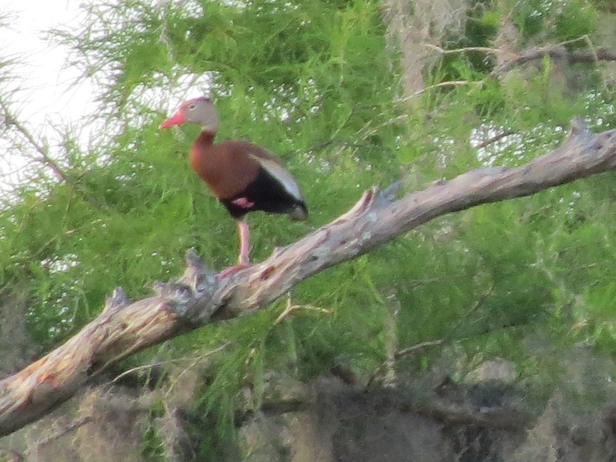 Black-bellied Whistling-Duck - ML642861920