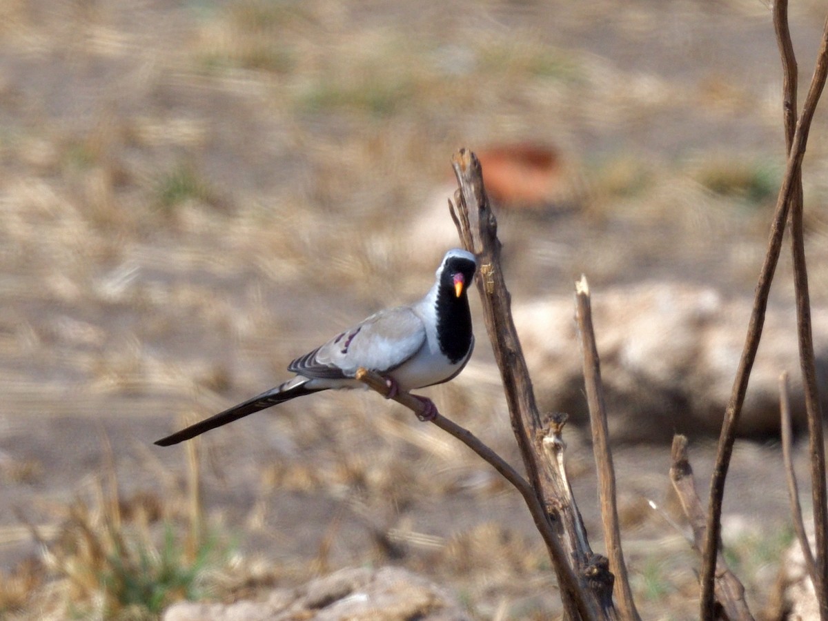 Namaqua Dove - ML642861922