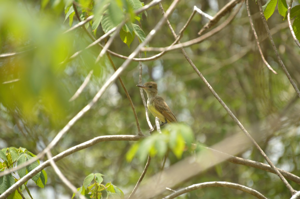Brown-crested Flycatcher - ML642861934
