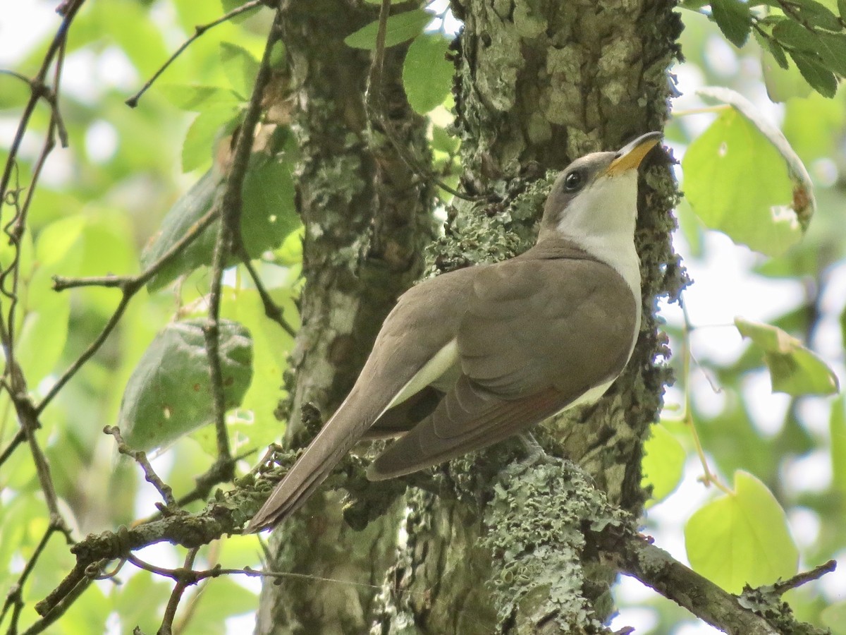 Yellow-billed Cuckoo - ML642861942