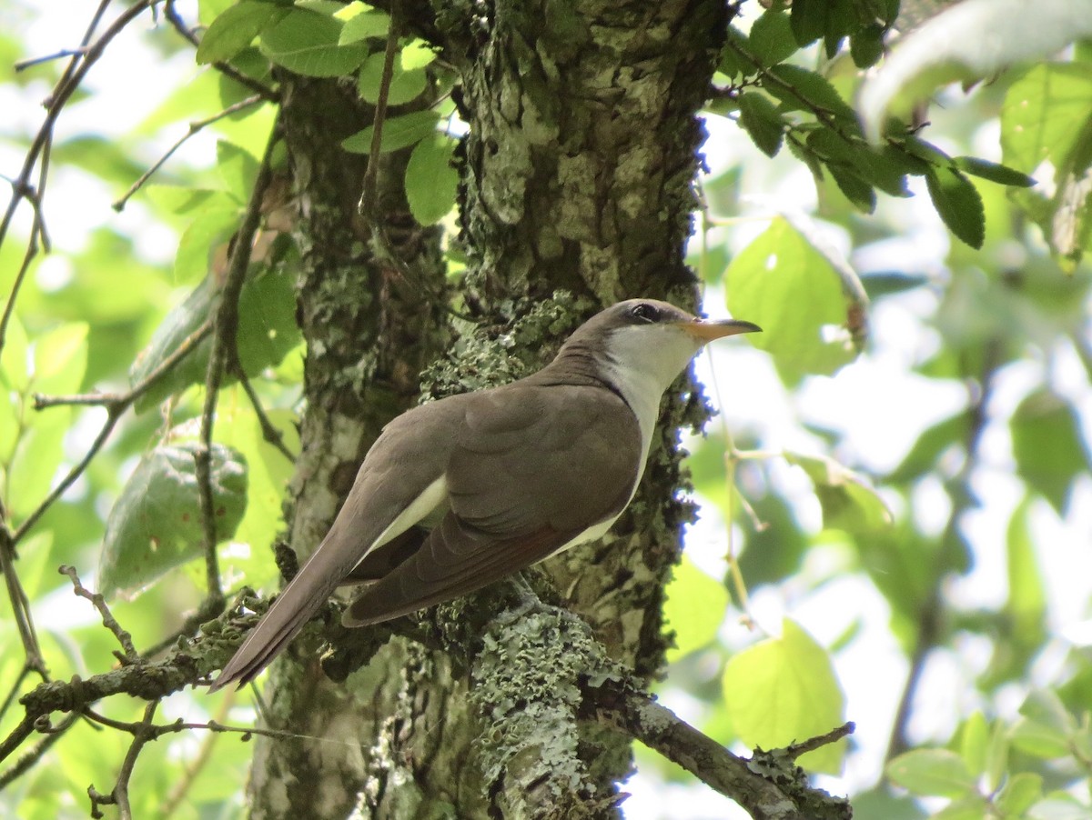 Yellow-billed Cuckoo - ML642861943